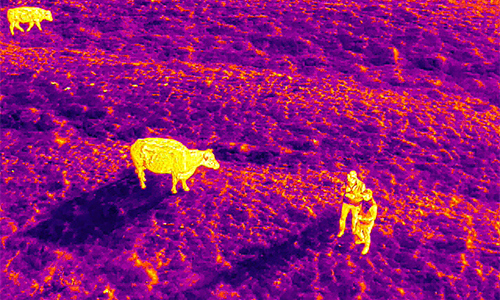 An image of a cow and two men in thermal imaging